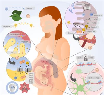 From gut to placenta: understanding how the maternal microbiome models life-long conditions